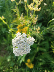 Тысячелистник обыкновенный (Achillea millefolium) — белые щитковидные соцветия на летнем лугу - Mihail_direct