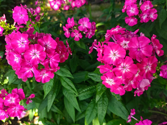 Ярко-розовый флокс (Phlox) с белой звездочкой в центре — садовые цветы - Mihail_direct