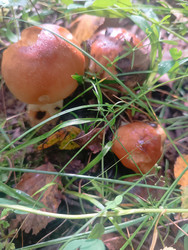 Валуи (Russula) — пластинчатые грибы с коричнево-оранжевыми шляпками в траве - Mihail_direct