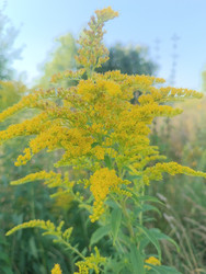 Золотарник (Solidago) — ярко-желтые метельчатые соцветия - Mihail_direct