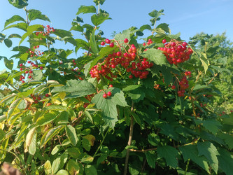 Калина обыкновенная (Viburnum opulus) — кустарник с красными ягодами и трехлопастными листьями - Mihail_direct
