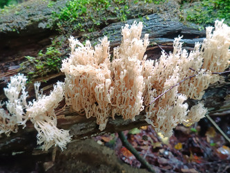Клавикорона крыночковидная (Clavicorona pyxidata) — коралловидный гриб "оленьи рожки" на гнилой древесине - Mihail_direct