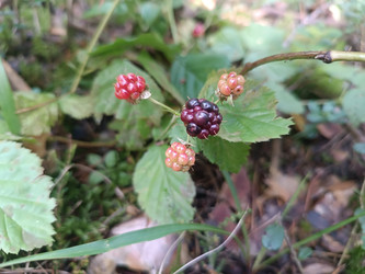 Ежевика (Rubus fruticosus) — ягоды на разных стадиях созревания в лесу - Mihail_direct