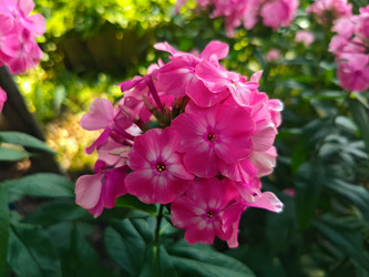 Розовый флокс метельчатый (Phlox paniculata) — яркие садовые цветы в соцветии - Mihail_direct