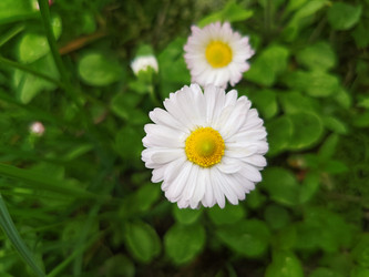 Маргаритка (Bellis perennis) — белые цветы с желтой серединкой на зеленом фоне - Mihail_direct