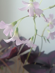 Кислица (Oxalis) — нежно-розовые цветы с темными листьями - Mihail_direct