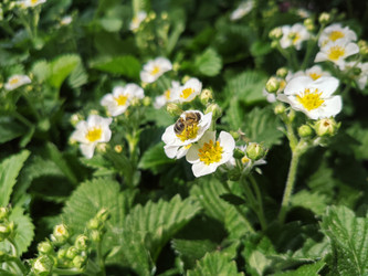 Цветущая земляника (Fragaria) с медоносной пчелой — белые цветы с желтыми серединками - Mihail_direct
