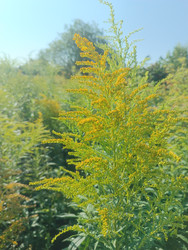 Золотарник (Solidago) — желтые метельчатые соцветия на фоне неба - Mihail_direct