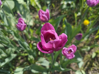 Фиолетовые тюльпаны (Tulipa) — пурпурные цветы в саду - Mihail_direct