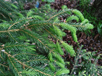 Ветвь ели (Picea) с зеленой хвоей - Mihail_direct
