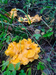 Лисичка обыкновенная (Cantharellus cibarius) — оранжевые грибы в лесу среди мха - Mihail_direct