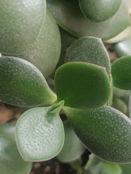 Толстянка яйцевидная (Crassula ovata) — денежное дерево, комнатный суккулент с мясистыми листьями - Mihail_direct