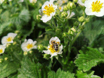 Земляника (Fragaria) с пчелой-опылителем — белые цветы с желтым центром - Mihail_direct
