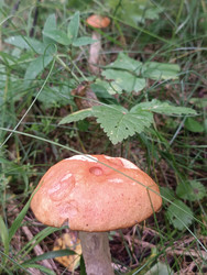 Подосиновик красный (Leccinum aurantiacum) — съедобный гриб в лесной траве - Mihail_direct