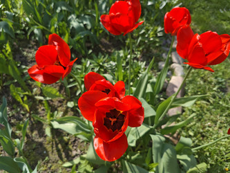 Красные тюльпаны (Tulipa) — яркие весенние цветы в саду - Mihail_direct