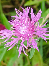 Розовый василек (Centaurea) — полевой цветок с рассеченными лепестками - Mihail_direct