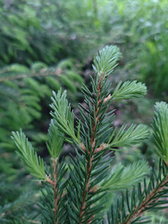 Молодой побег ели (Picea) — свежая светло-зеленая хвоя на ветке - Mihail_direct