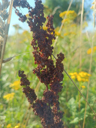 Конский щавель (Rumex obtusifolius) с созревшими семенами на фоне летнего луга - Mihail_direct