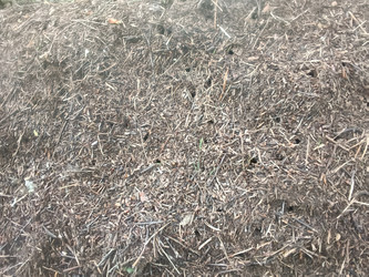 Лесной муравейник (Formica rufa) — поверхность из хвои и веток - Mihail_direct