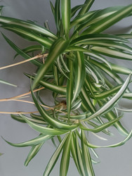 Хлорофитум хохлатый (Chlorophytum comosum) — пестролистное комнатное растение с длинными листьями и усами - Mihail_direct