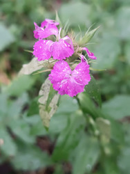 Гвоздика (Dianthus) с каплями воды — розовые цветы после дождя - Mihail_direct