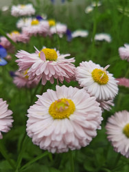 Розовые и белые махровые маргаритки (Bellis perennis) с желтыми серединками - Mihail_direct