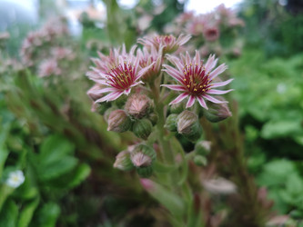 Цветущее молодило (Sempervivum) — розовые звездообразные цветы с бутонами - Mihail_direct