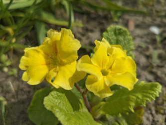 Желтая примула (Primula) — весенние цветы с морщинистыми листьями - Mihail_direct