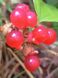 Костяника (Rubus saxatilis) — ярко-красные лесные ягоды - Mihail_direct