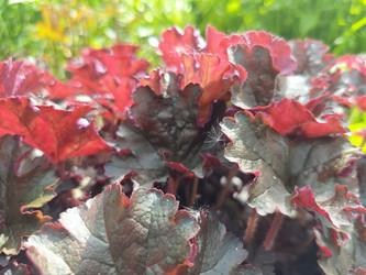 Гейхера (Heuchera) — декоративное садовое растение с бордовыми волнистыми листьями - Mihail_direct