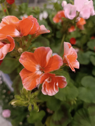 Оранжевая пеларгония (Pelargonium zonale) — коралловые цветы садовой герани - Mihail_direct
