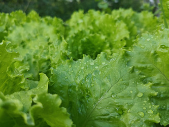 Салат-латук (Lactuca sativa) — свежие зеленые листья с каплями воды - Mihail_direct