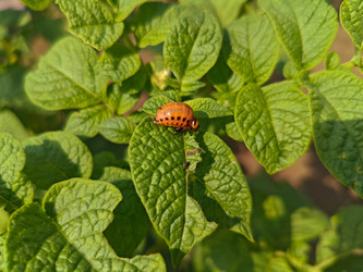 Личинка колорадского жука (Leptinotarsa decemlineata) на листьях картофеля — вредитель огородных культур - Mihail_direct