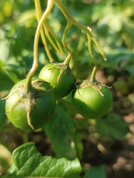 Ягоды картофеля (Solanum tuberosum) — зеленые незрелые плоды с чашелистиками - Mihail_direct
