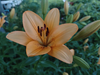 Азиатская лилия (Lilium) оранжево-желтого цвета с темными тычинками - Mihail_direct