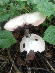 Шампиньон лесной (Agaricus silvaticus) — грибы с темными пластинками в лесу - Mihail_direct