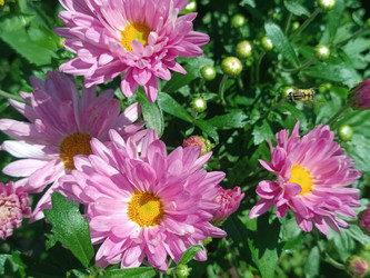 Розовые хризантемы (Chrysanthemum) с пчелой — осенние цветы с желтыми серединками - Mihail_direct