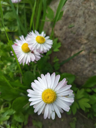 Маргаритки (Bellis perennis) — белые цветы с желтыми серединками у камня - Mihail_direct