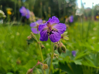 Герань луговая (Geranium pratense) — фиолетовые полевые цветы с бутонами - Mihail_direct