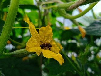 Цветок огурца (Cucumis sativus) с медоносной пчелой — процесс опыления в теплице или огороде - Mihail_direct