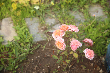Красивые нежные розовые цветы в саду - ZemLenik_photoclb