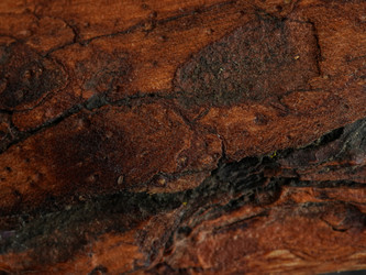 Крупный план грубой потрескавшейся коры старого дерева кедр сибирский - raregarden