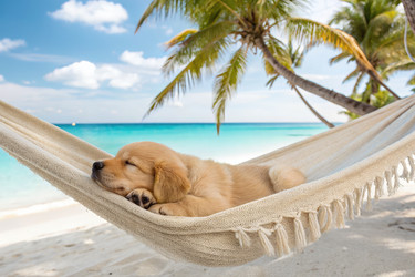 Щенок мирно отдыхает в гамаке на пляже. Генеративный ИИ - RomanZ