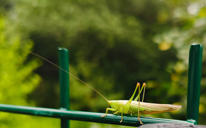 Зеленый кузнечик (Tettigonia) с длинными усиками на зеленом металлическом заборе - Mihail_direct
