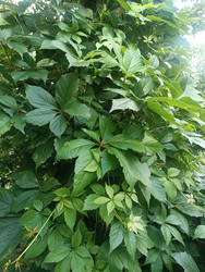 Девичий виноград пятилисточковый (Parthenocissus quinquefolia) — густая зеленая листва декоративной лианы - Mihail_direct