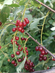 Черемуха (Prunus padus) — ягоды в длинных повислых кистях, от красных до темно-бордовых - Mihail_direct