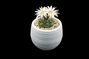 Цветущий кактус Quehla chin (Gymnocalycium quehlianum) в белом горшке на черном фоне - EvgenyHaritonov