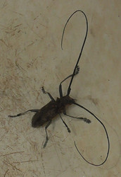 Усач (Cerambycidae) — крупное насекомое-дровосек с очень длинными усиками - Mihail_direct
