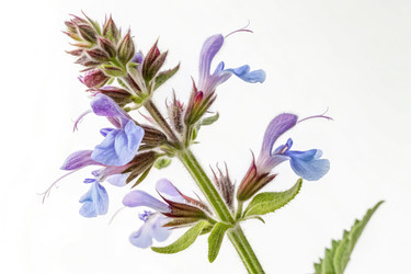 Крупный план цветка Salvia Hispanica с использованием стандартной шкалы Whrz для определения размера (генеративный ИИ) - RomanZ