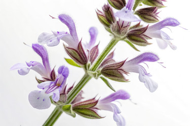 Крупный план цветка Salvia Hispanica, демонстрирующий тонкие детали на фоне стандартной шкалы для сравнения размеров. Генеративный ИИ - RomanZ